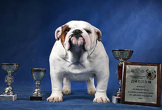 Champion stud english bulldog